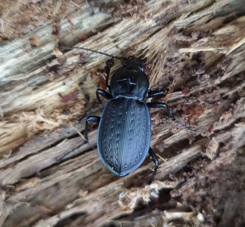 Carabus arvensis carpathus - kárpáti sokszínű futrinka
