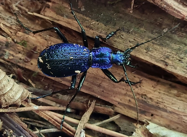 Carabus intricatus - kék laposfutrinka