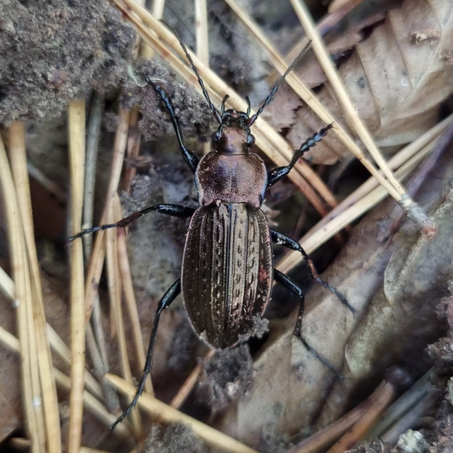 Carabus cancellatus - ragyás futrinka