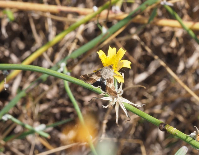 Schinia cognata - nyúlparéj-nappalibagoly