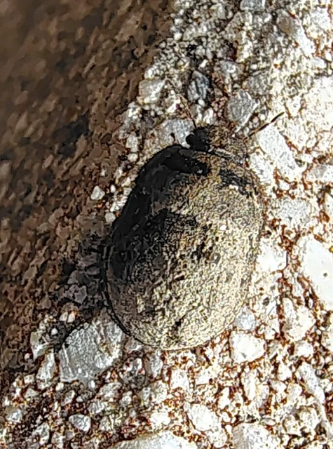 Odontoscelis Odontoscelis