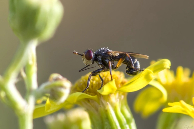 Thecophora