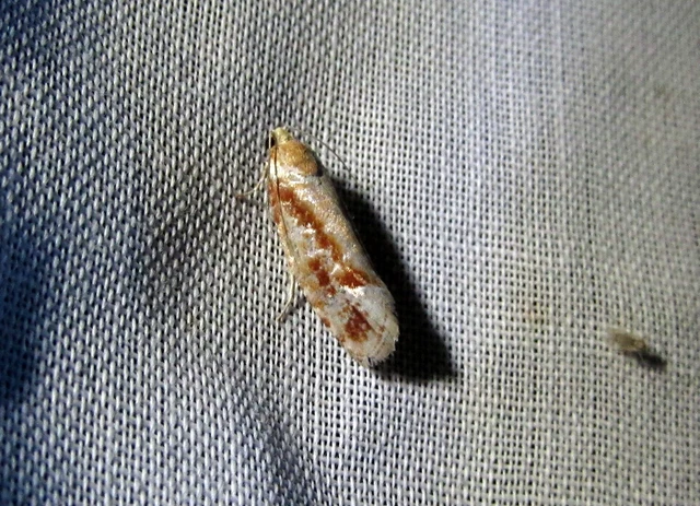 Rhyacionia