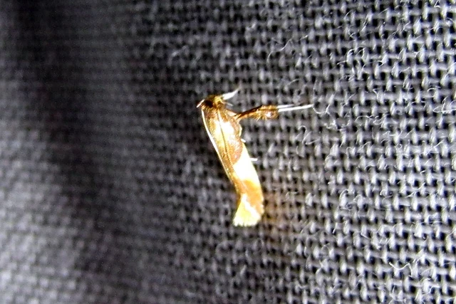 Caloptilia