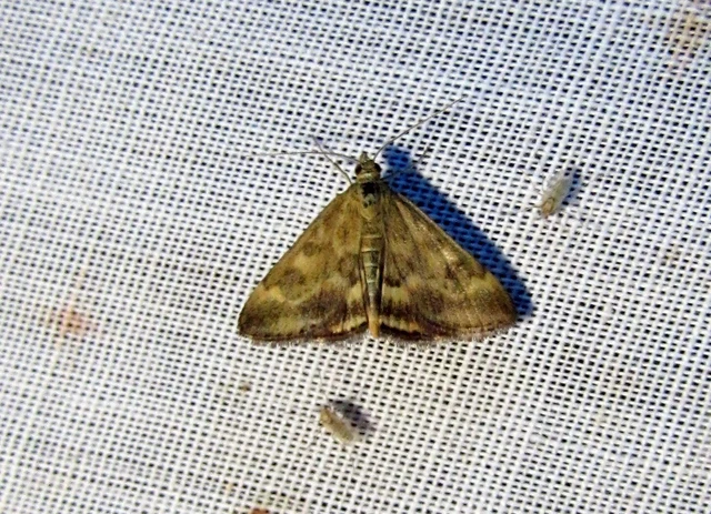Pyrausta despicata - réti bíbormoly