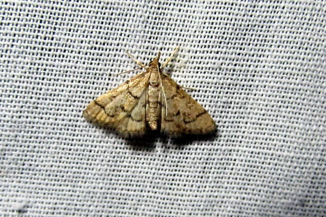 Metasia ophialis - kígyósávos tűzmoly