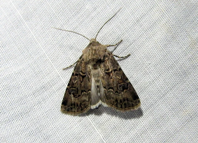 Agrotis bigramma - kétjegyű földibagoly
