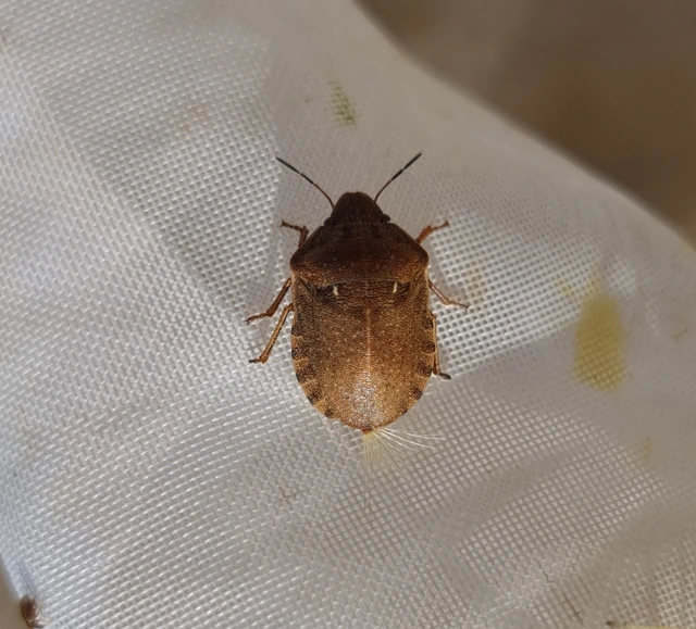 Eurygaster Eurygaster