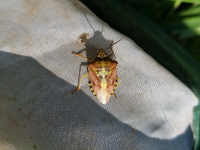 Carpocoris Carpocoris
