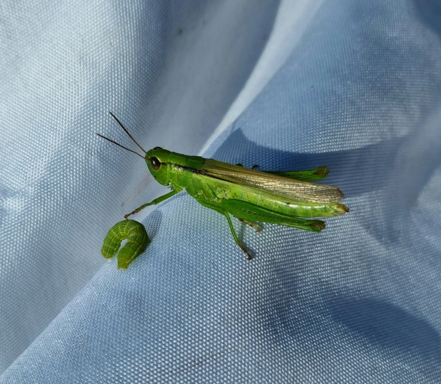 Mecostethus parapleurus - hagymazöld sáska