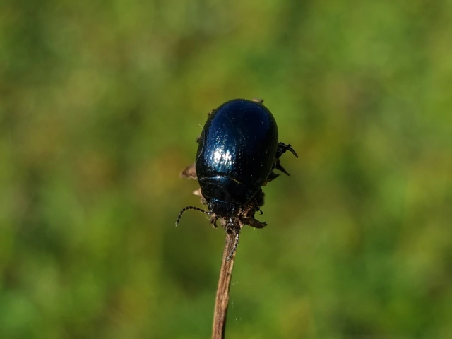 Chrysolina haemoptera - mezei levélbogár