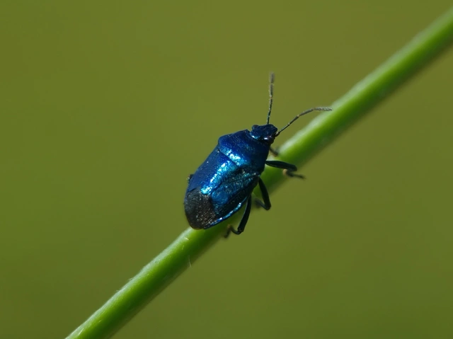 Zicrona caerulea - acélkék poloska Zicrona caerulea - acélkék poloska