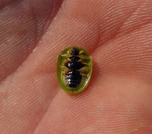 Cassida viridis - zöld pajzsbogár Cassida viridis - zöld pajzsbogár