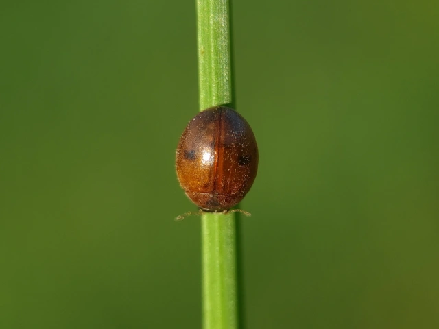 Cynegetis impunctata - pázsitfűböde