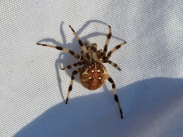 Araneus quadratus - négyes keresztespók
