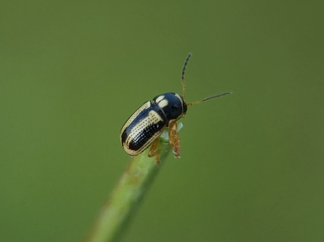 Cryptocephalus bilineatus - rovátkolt zömökbogár