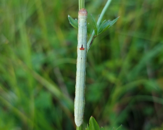 Ascotis selenaria - holdas faaraszoló