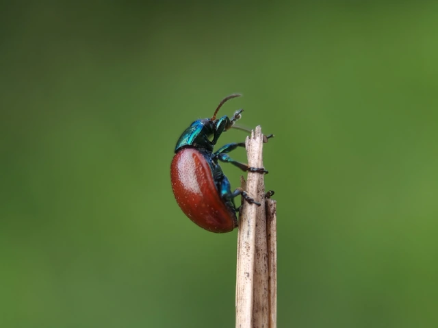 Chrysolina polita - réti mentalevelész Chrysolina polita - réti mentalevelész