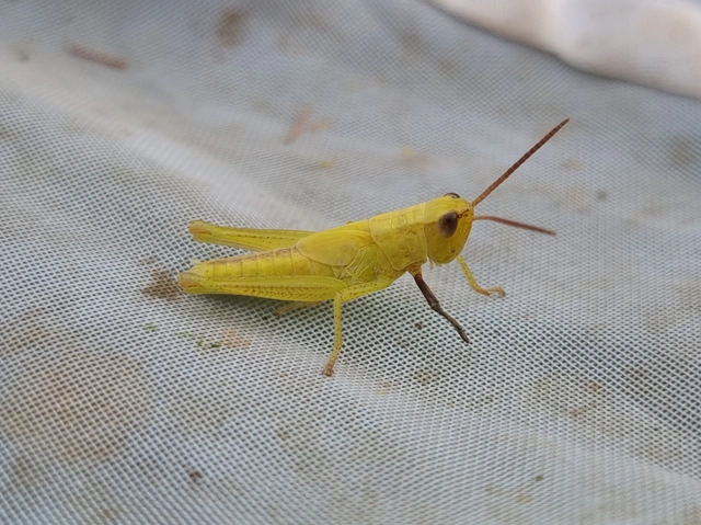 Mecostethus parapleurus - hagymazöld sáska