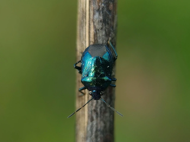Zicrona caerulea - acélkék poloska Zicrona caerulea - acélkék poloska