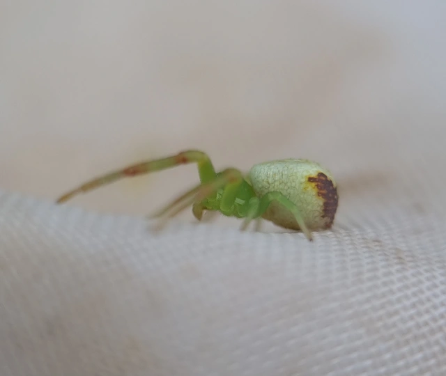 Ebrechtella tricuspidata - alakoskodó karolópók