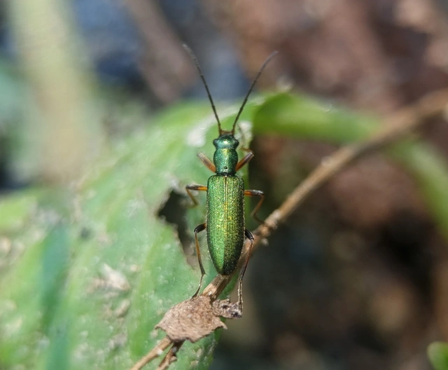 Chrysanthia geniculata - feketecsápú álcincér