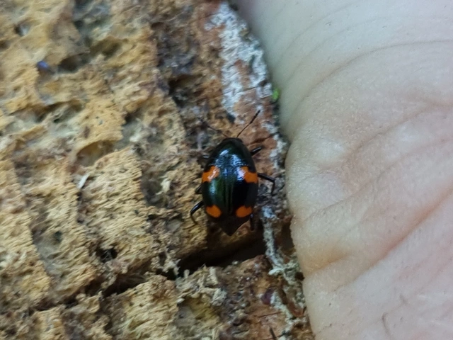Scaphidium quadrimaculatum - négyfoltos sajkabogár