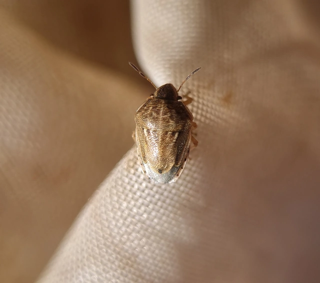 Neottiglossa leporina - sárgahasú címerespoloska Neottiglossa leporina - sárgahasú címerespoloska
