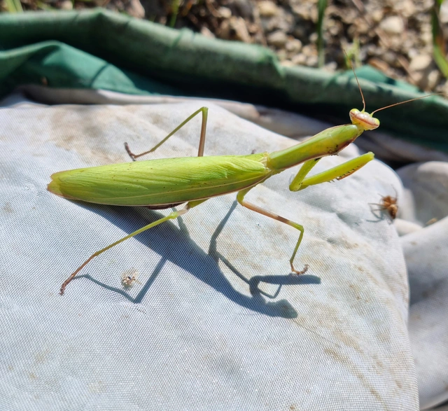 Mantis religiosa - imádkozósáska