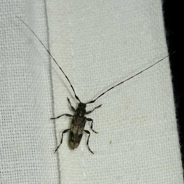 Acanthocinus griseus - szürke daliáscincér