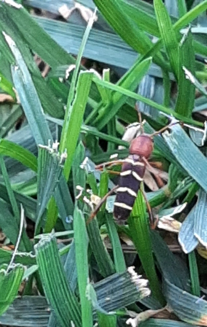 Neoclytus acuminatus - amerikai darázscincér