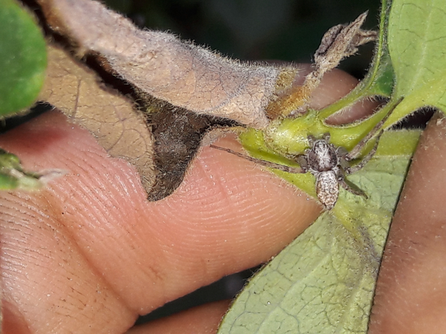 Philodromus