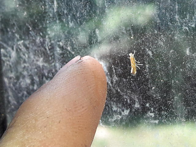 Phyllonorycter