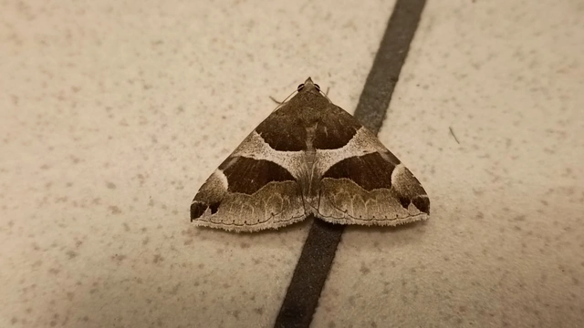 Dysgonia algira - déli porcelánbagoly