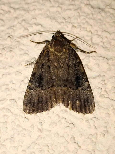 Amphipyra pyramidea - fahéjszínű bagoly