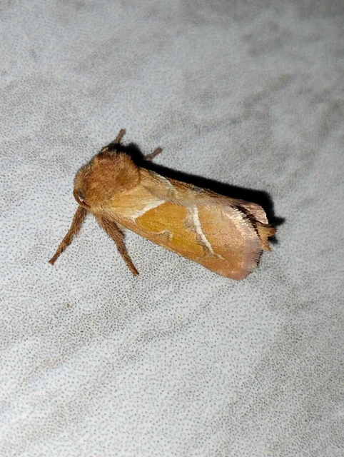 Triodia sylvina - kis gyökérrágólepke