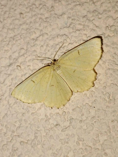 Angerona prunaria - sárga kökényaraszoló