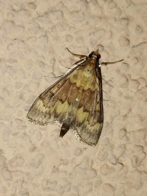 Ostrinia nubilalis - kukoricamoly