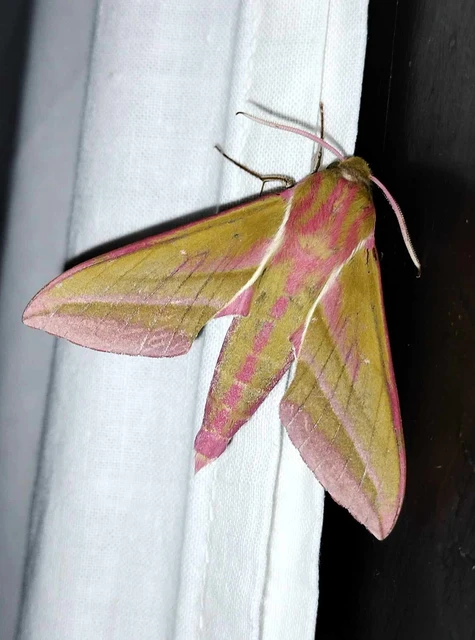 Deilephila elpenor - szőlőszender