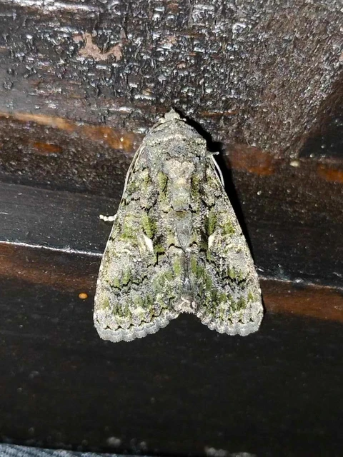 Anophia leucomelas - déli folyófűbagoly