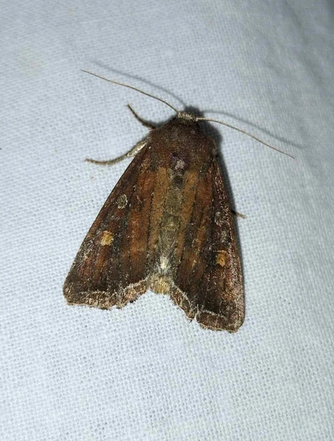 Lacanobia oleracea - saláta-kertibagoly