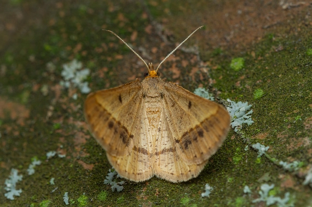 Tephrina arenacearia - lucerna-araszoló
