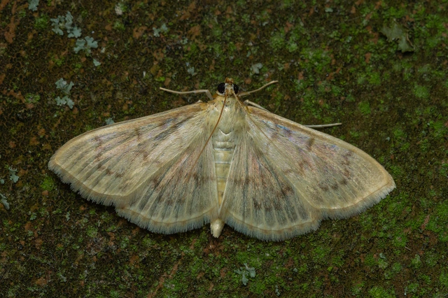 Patania ruralis - csalánevő tűzmoly