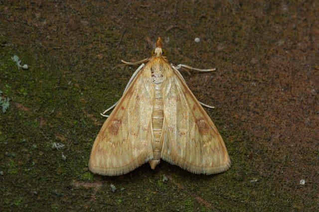 Ostrinia nubilalis - kukoricamoly