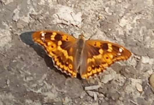 Macrolepidoptera - Nagylepkék