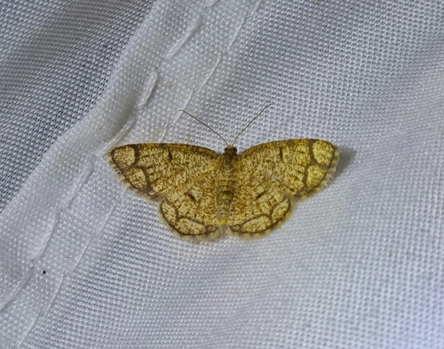 Stegania cararia - gyűrűs nyáraraszoló