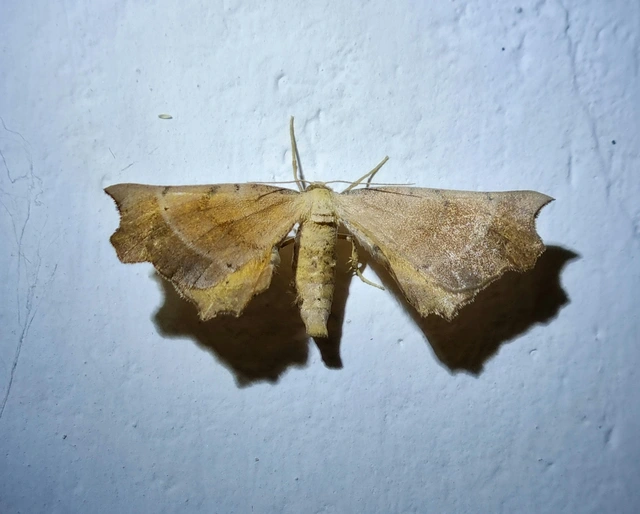 Artiora evonymaria - kecskerágó-araszoló
