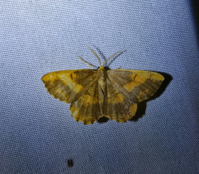 Angerona prunaria - sárga kökényaraszoló