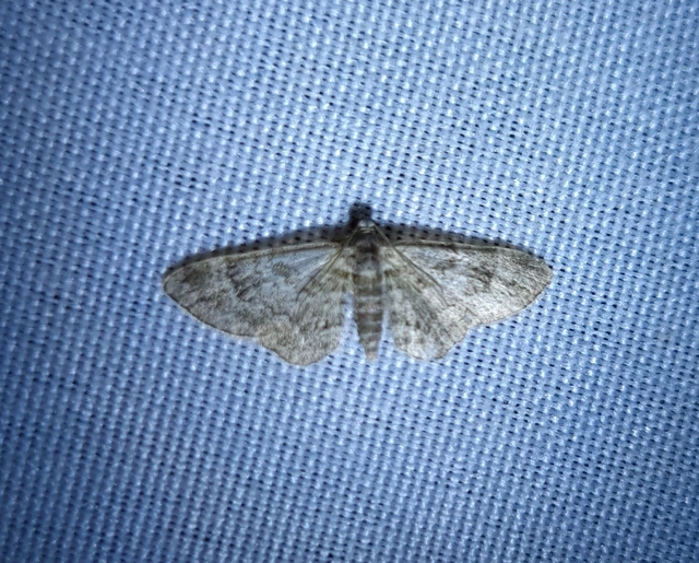 Gymnoscelis rufifasciata - vöröscsíkos törpearaszoló