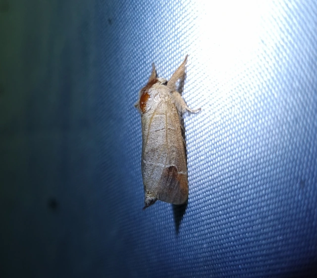 Clostera curtula - rövidszárnyú levélszövő Clostera curtula - rövidszárnyú levélszövő